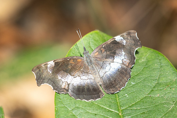 Laringa horsfieldii glaucescens-5833 - Doi Suthep 1577m - 27/03/25