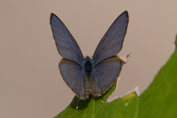 Nacaduba beroe gythion-2306 Doi-Suthep - 8/03/23
