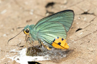 Choaspes benjaminii-1899- Chiang Dao - 19/03/25