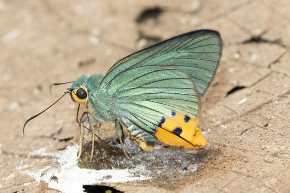 Choaspes benjaminii-1899- Chiang Dao - 19/03/25