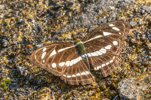 Athyma kanwa phorkys-6818 - Doi-Suthep - 28/03/24