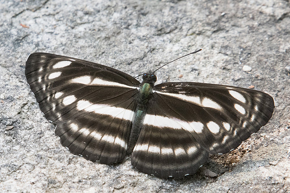 Neptis cartica-3950 Doi-Suthep 8/03/23