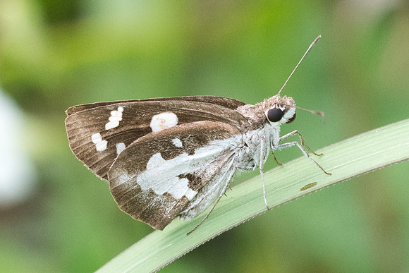 Udaspes folus-7848 - Koh Samui - 16/03/23