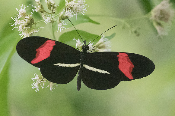 Heliconius erato-1125