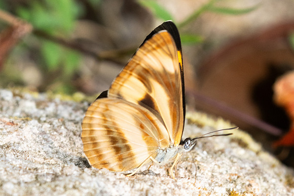 Neptis zaida-3618 - Doi Inthanon - 23/03/25