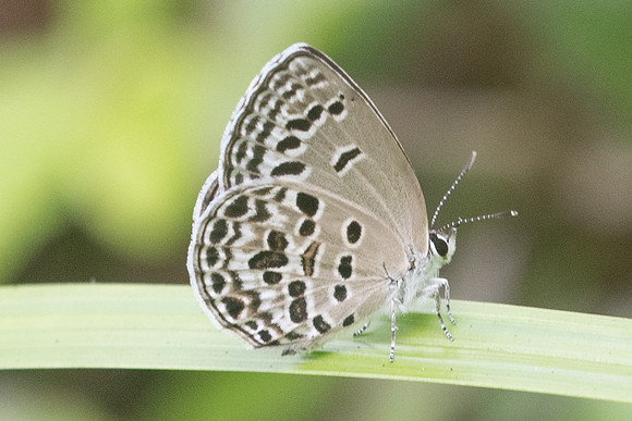 Chilades lajus-7933  - Koh Samui - 16/03/23