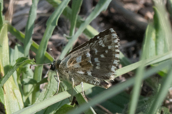 Carcharodus  0643