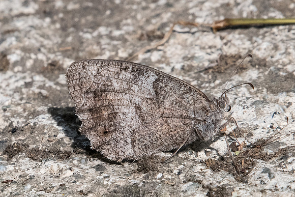 Hipparchia statilinus Levanto Italie - 19/09/20