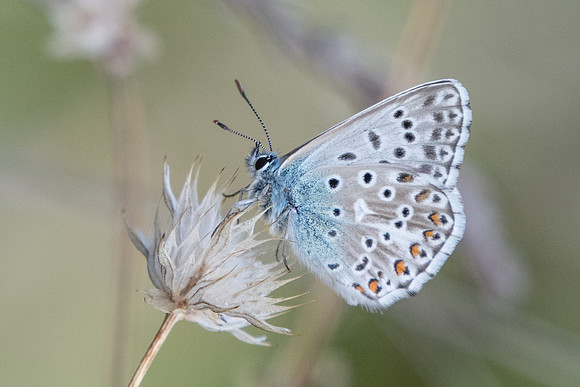 Lysandra hispana-0764 - Levanto - 19/09/20