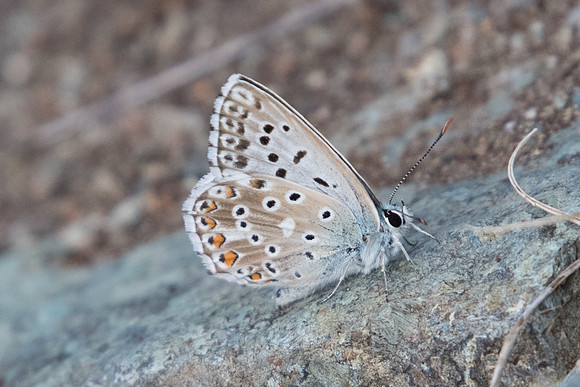 Lysandra hispana-0769 - Levanto - 19/09/20
