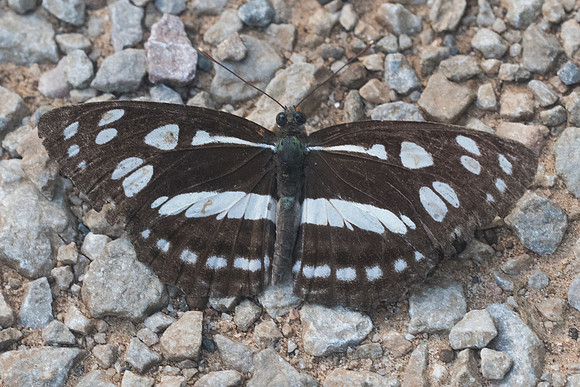 Phaedyma columella-9610 -  - Chiang Dao - 14/11/23