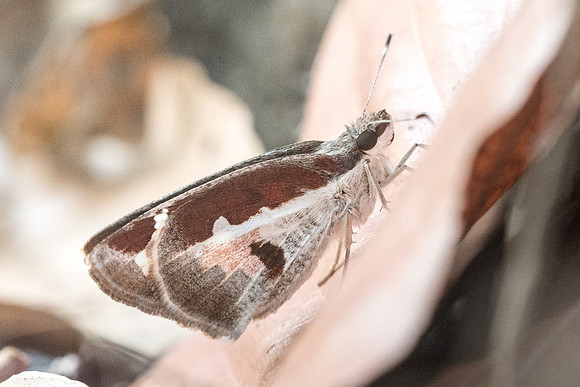Udaspes folus-4564 - Doi Suthep - 9/03/23