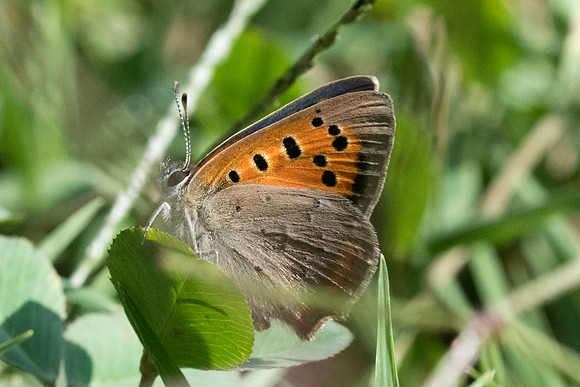 Lycaena phlaeas-1440 - Turin