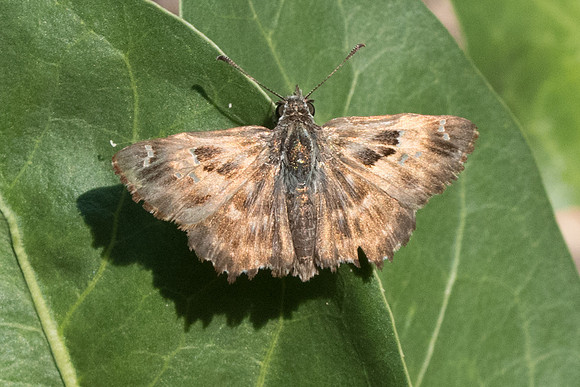 Carcharodus_9356