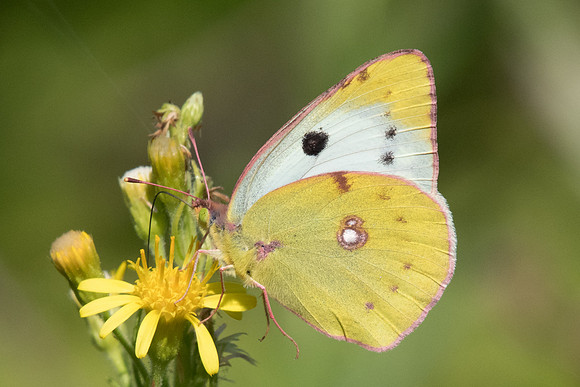 Colias crocea 9451  route Cervo Apicale - 16/09/20