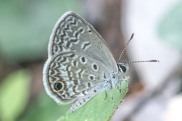 Echinargus huntingtoni hannoides-1156