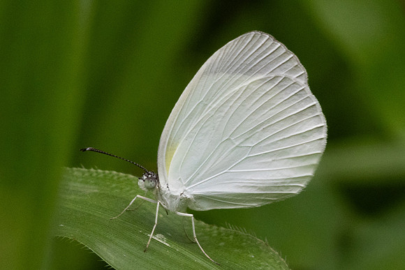 Abaeis albula-9619 - Bucaramanga - 5/06/24
