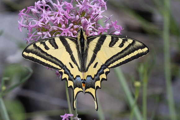 Papilio alexanor-0227