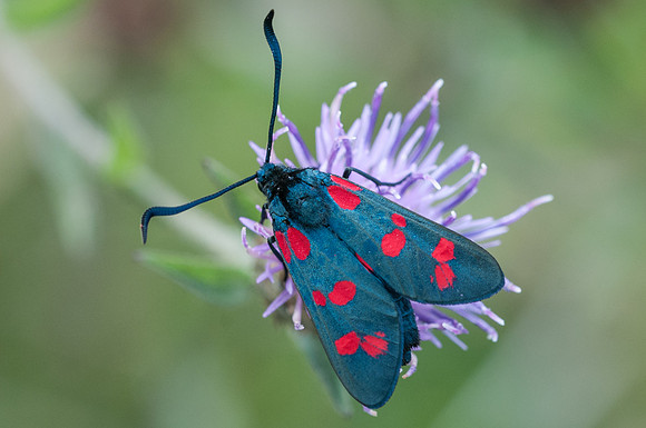 zygaena filipendulae