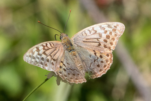 Argynnis pandora-1936 - Cipières - 26/09/20