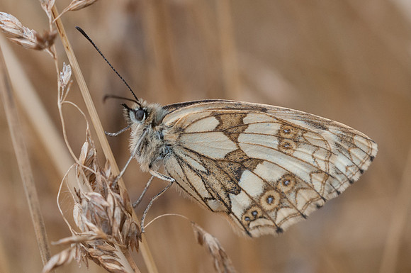 Melanargia galathea ♀-2882