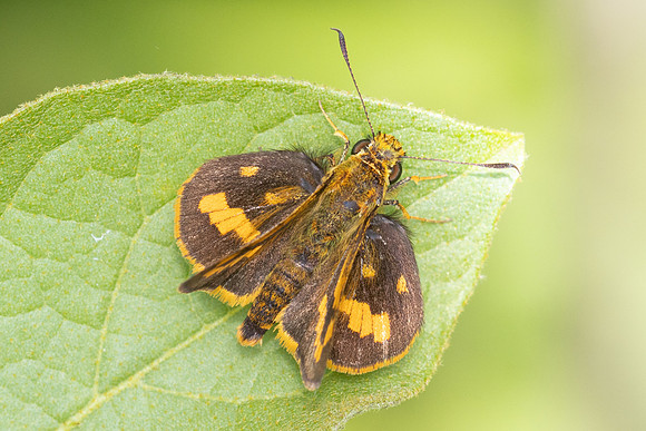 Potanthus mingo -4821