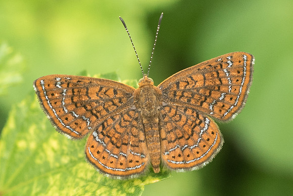 Calephelis sp-2069