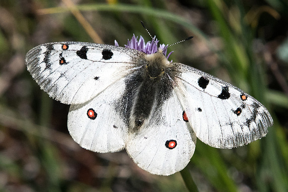 Parnassius sacerdos - 1344 - Cervières (1966m) - 1/07/21
