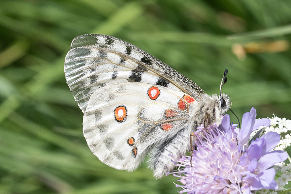 Parnassius apollo-4944 - Isola 2000 - 26/06/21