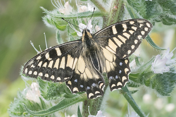 Papilio hospiton-9076 - Vivario 17/06/23