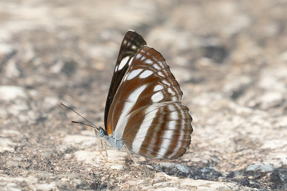Neptis cartica-3008 - Doi Suthep - 21/03/25