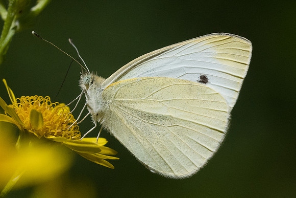 Pieris rapae-0392 - Croissy - Beaubourg - 8/07/23