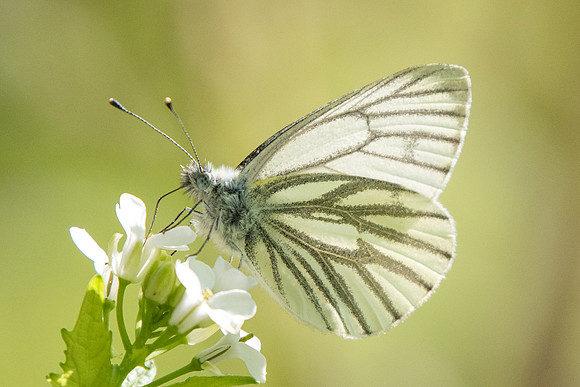 Pieris napi- (Piéride du navet) 7905 - Vaux-le-Vicomte - 21/04//18
