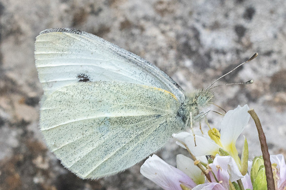 Pieris mannii - 1571 - Evenos - 15/04/21