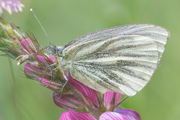 Pieris bryoniae-0602 - Cervières -30/06/21