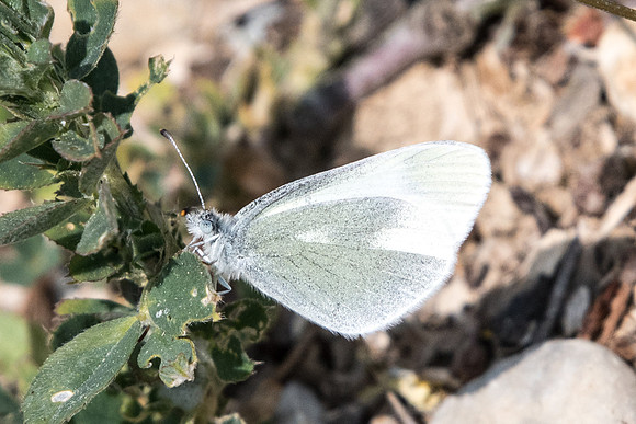 Leptidea duponcheli (Piéride du sainfoin)-Cotignac - 19/04/19