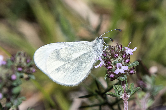 Leptidea reali (Piéride de Réal) - Cotignac - 20/04/19