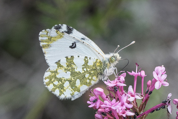 Euchloe crameri-0178 - Gourdon (bois de Gourdon) - 19/05/21