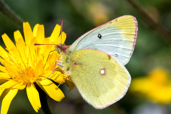 Colias phicomone-2220 - Nevache - 2/07/21