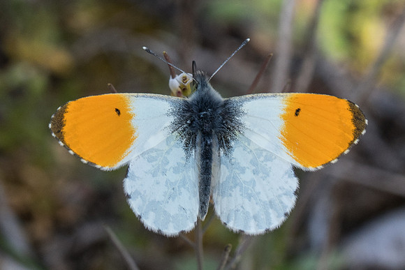 Anthocharis cardamines ♂ - 8575 - Fontainebleau - 02/04/21