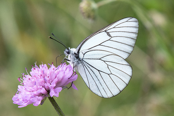 Aporia crataegi-6367- Coursegoule - 27/006/20