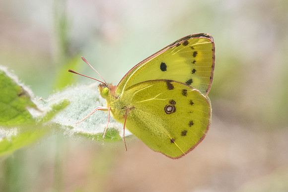 Colias crocea-5392 - Fontainebleau - 24/06/20