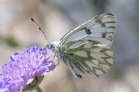 Pontia callidice-6086 - col de l'Izoard (le laus 1745m) - 22/07/22