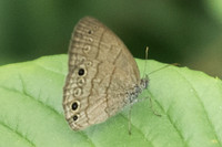 Hermeuptychia sosybius