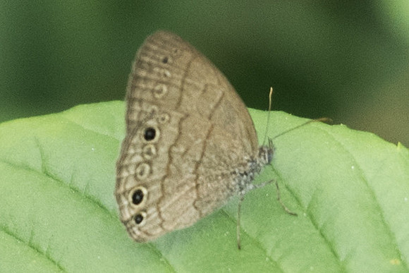 Hermeuptychia sosybius-1429