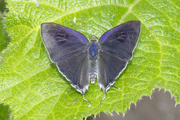 Hypolycaena erylus-2555 - Chiang Dao - 18/03/24