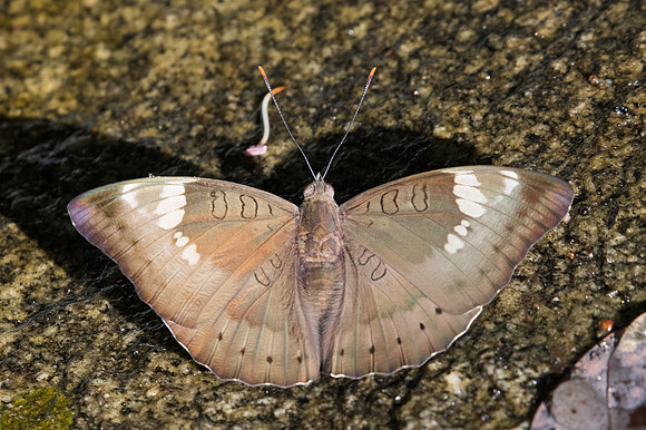 Euthalia aconthea-0766 - Doi-Suthep - 13/11/23