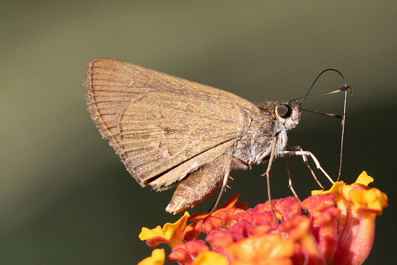 Cymaenes tripunctus -4152 - Barcichara - 10/06/24