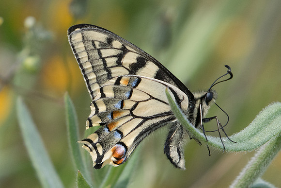 Papilio machaon-9455- Amphipoli - 16/04/22