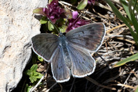 Maculinea arion-2320 - Col de l'Izoard-27/06/25